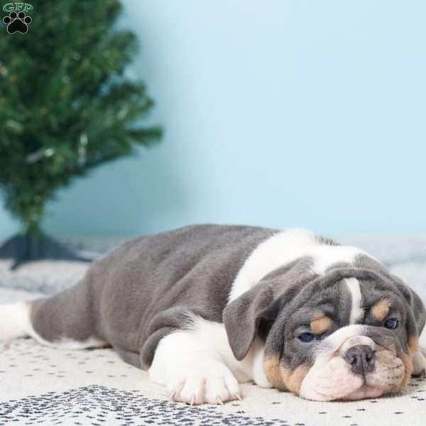 DALLAS, English Bulldog Puppy